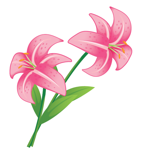Lily thumbnail