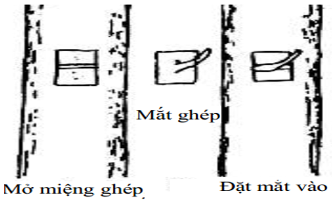 cách-cắt-mắt-ghép_1647244139.png