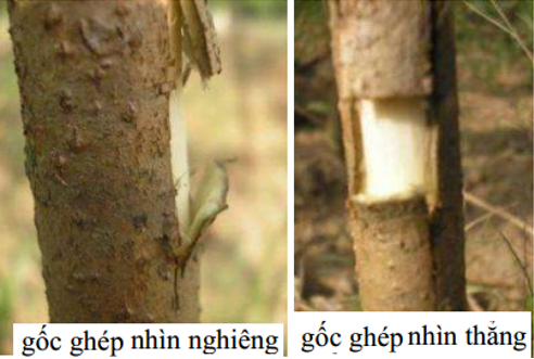 tao-mieng-goc-ghep1_1647243928.png