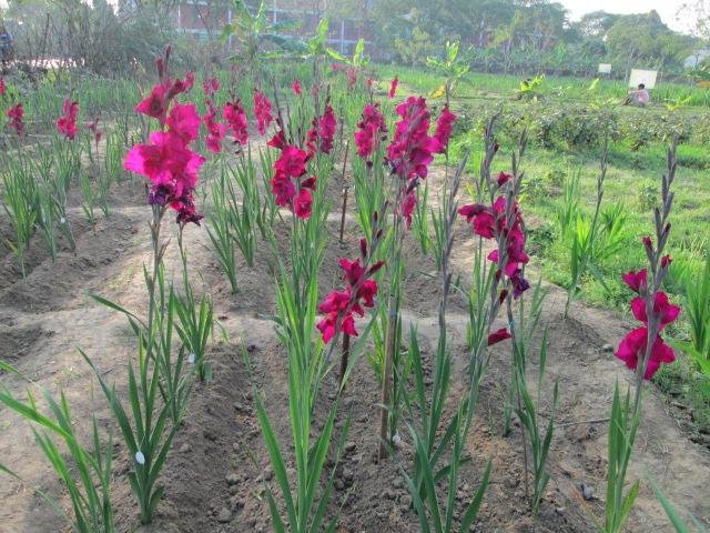 Flowering-of-gladiolus-plant_1665044507.png