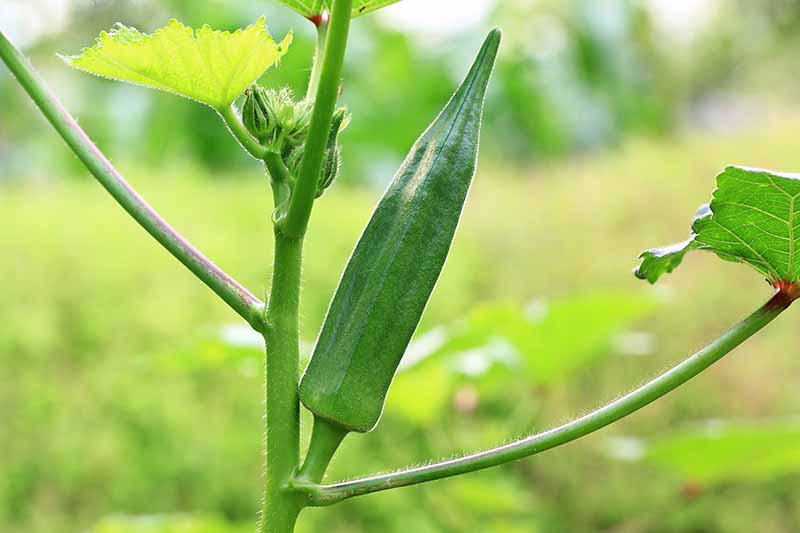 Grow-the-Best-Okra-with-These-Tips_1666948004.jpg