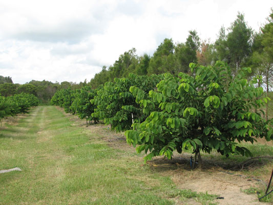 Custard-Apple-Farming_1692161893.jpg