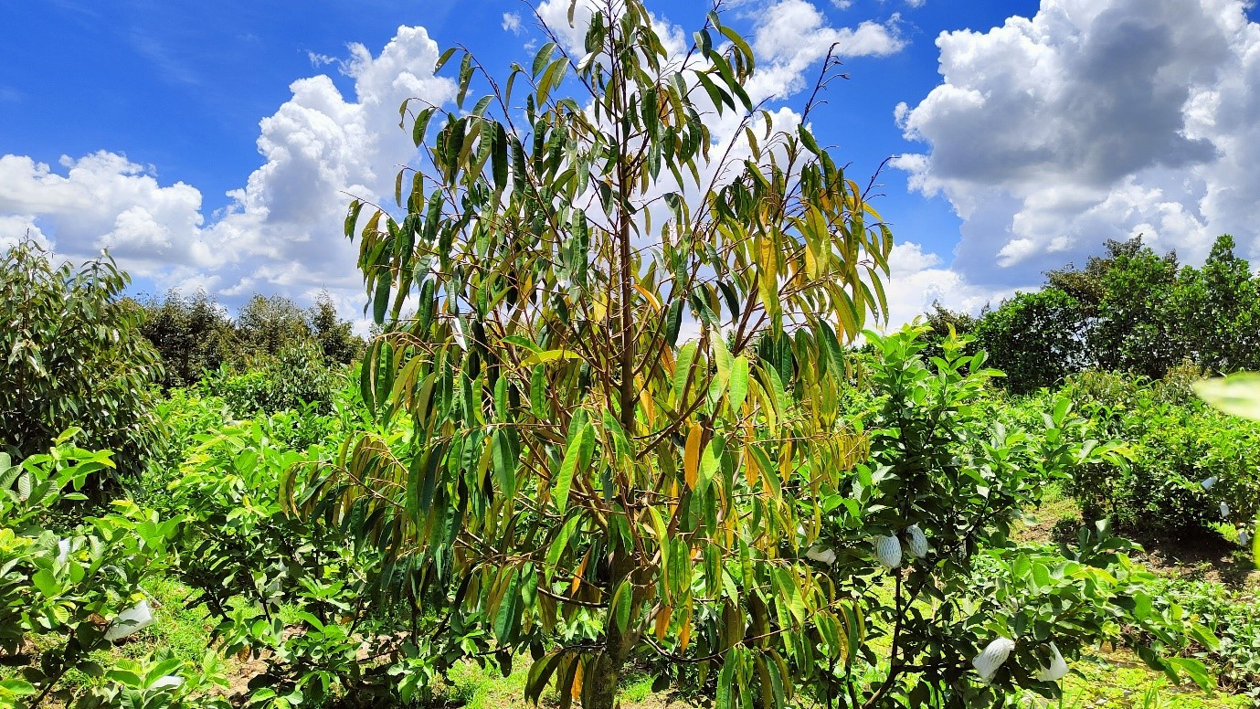 benh-vang-la-thoi-re-sau-rieng-3_1720163572.jpg