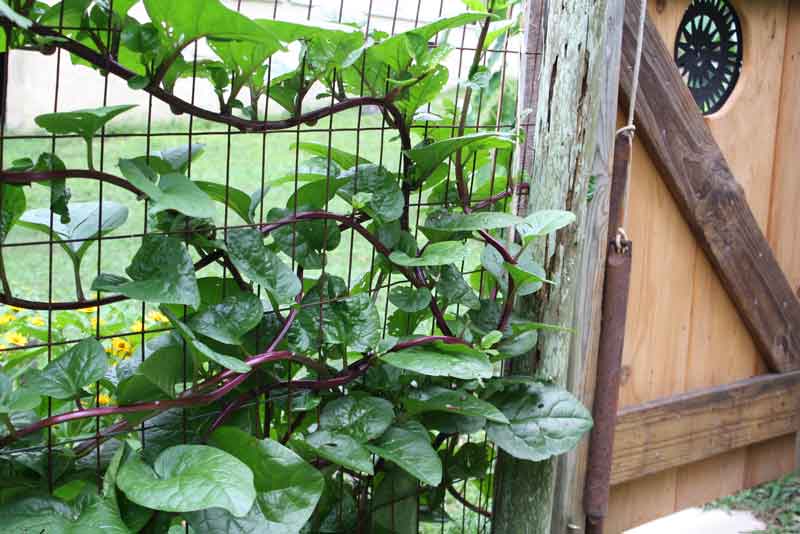 Malabar-spinach-jeana-myers-web_1623078311.jpg