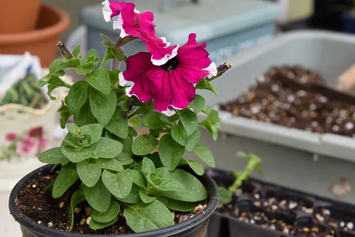 Petunias-from-cuttings-1-of-12.jpg_1623391973.webp