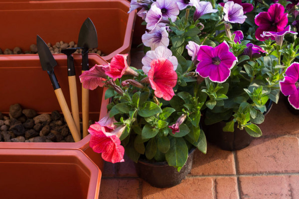 depositphotos_271430996-stock-photo-beautiful-purple-white-and-petunia_1623391946.jpg