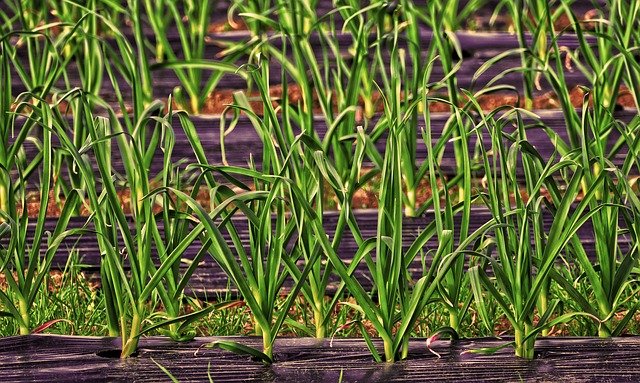 growing-leeks_1624440091.jpg