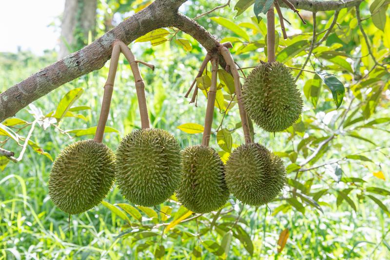 little-fresh-durian-tree-small-149601312_1627569963.jpg