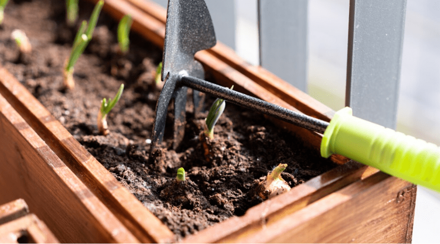 onions-growing-indoors_1623603036.png