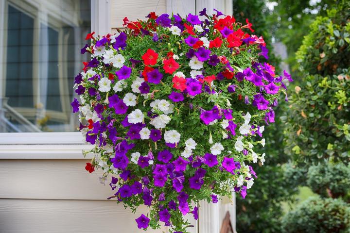 petunia-hanging_basket_full_width_1623398319.jpg