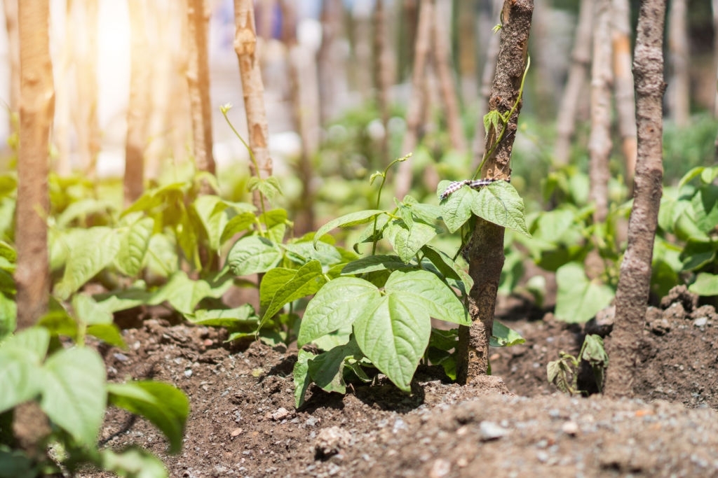 plant-french-beans_1624521635.jpg