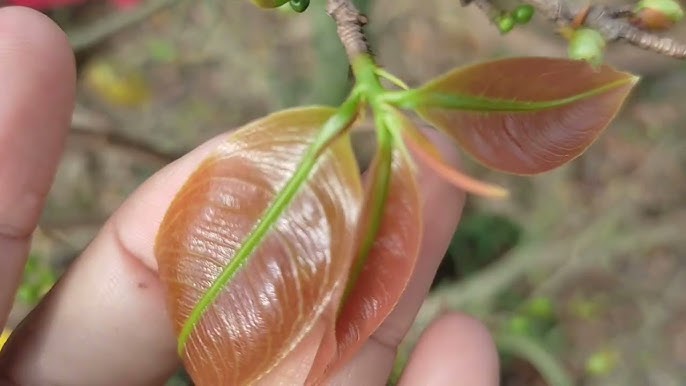 cham-soc-mai-dao-no-dung-tet-1_1731553519.jpg