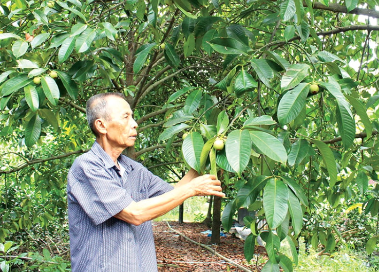 ong-son-ben-cay-mang-cut_1758622107.PNG