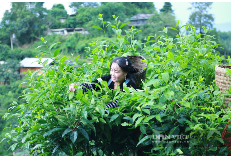 che-san-tuyet2_1758774918.PNG
