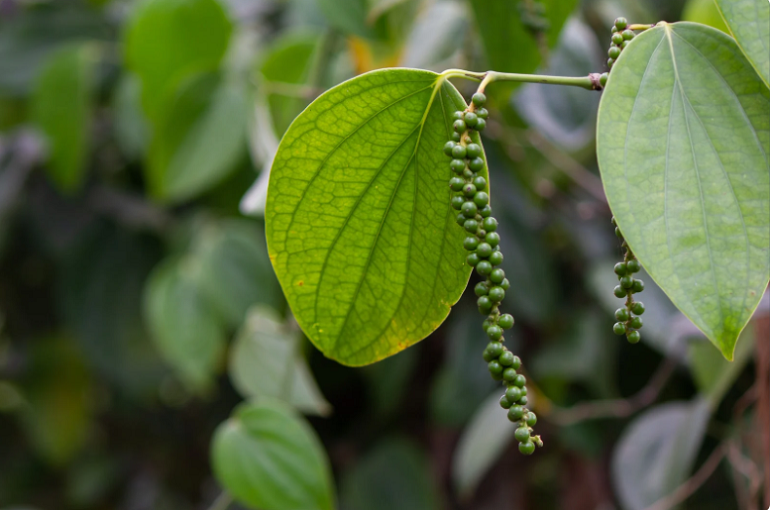 Gia-tieu-hom-nay-34_1758853313.png