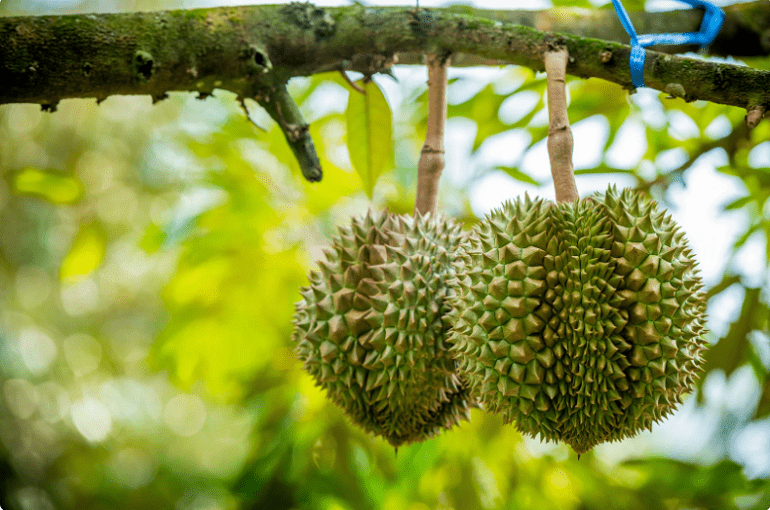 Gia-sau-rieng-hom-nay-40_1760424273.png