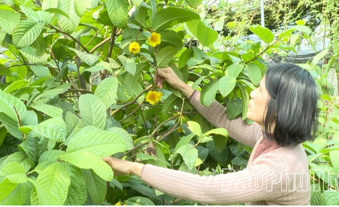 tam-duong-bac-phu-tho2_1761214305.PNG