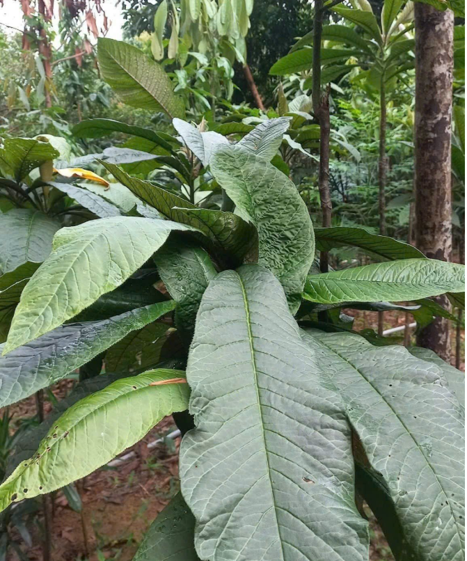trong-cay-phu-thu-nhap-chinh1_1761538132.PNG