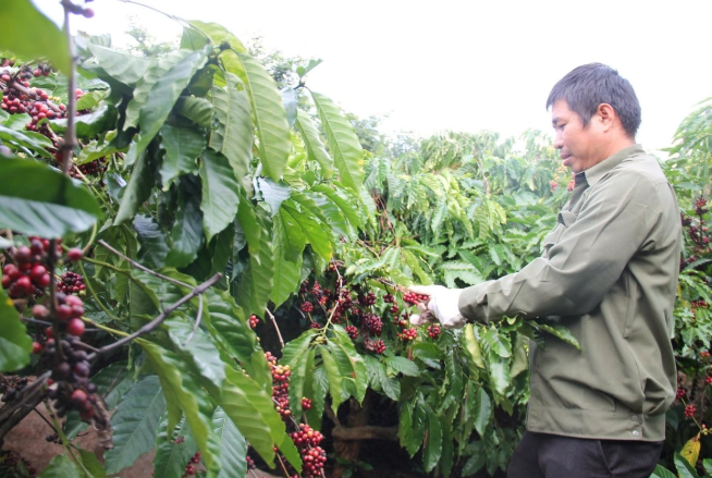 Giảm diện tích nhưng tăng mạnh sản lượng cây công nghiệp