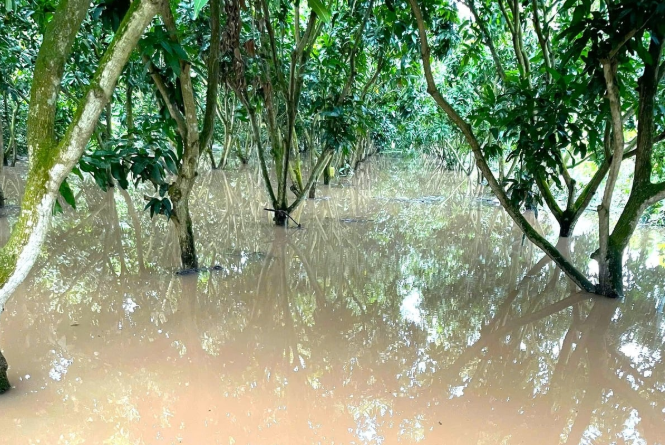 Để vườn cây sớm xanh trở lại sau lũ