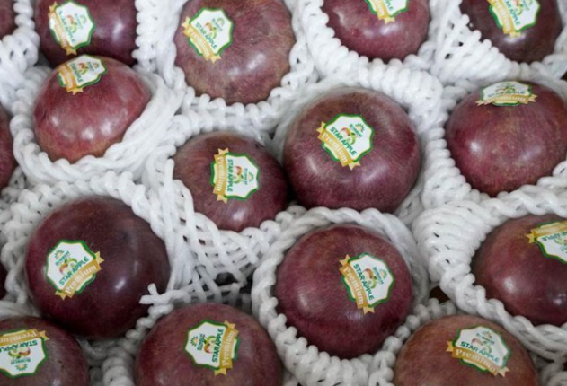 Đưa trái vú sữa ra thế giới