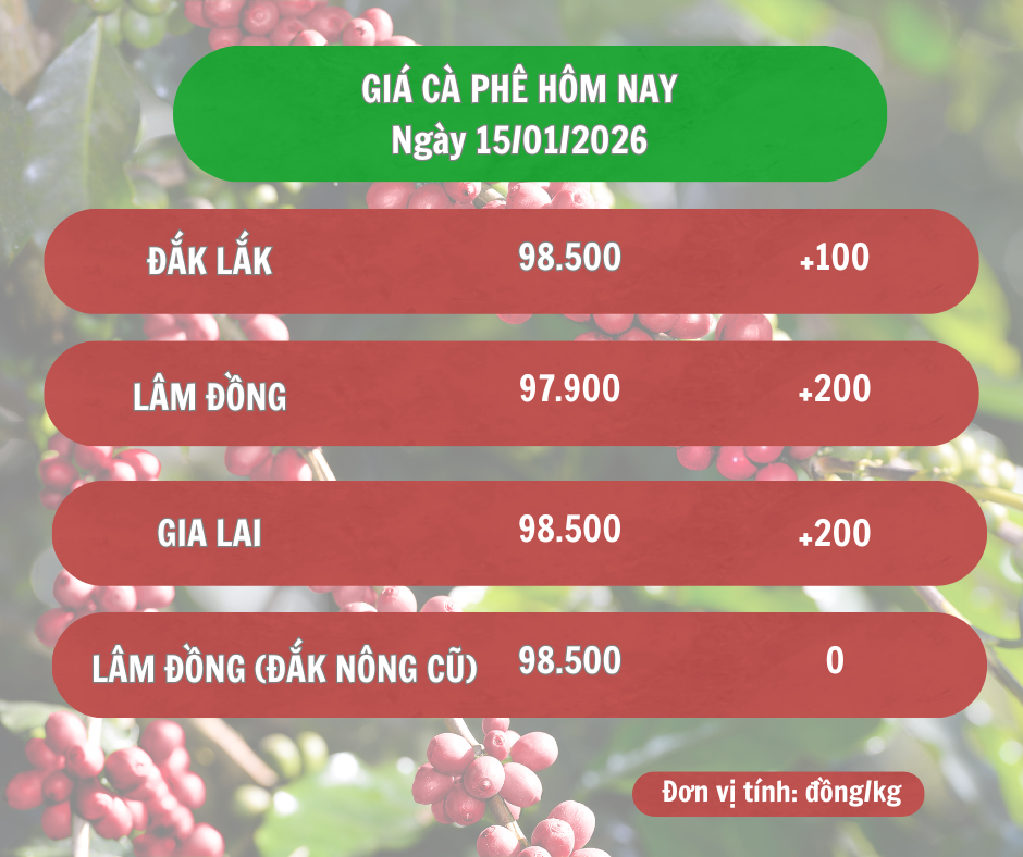 Giá cà phê hôm nay 15/1/2026