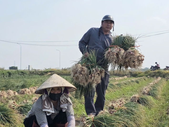 Hành vụ đông được mùa trúng giá