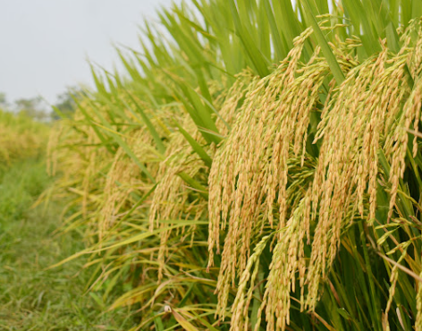 Gạo Đài Thơm 8 hảo hạng thế nào?