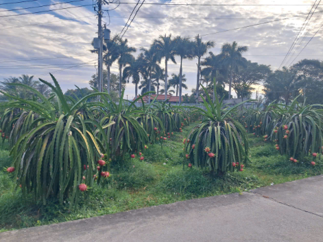 Giá thanh long cận Tết lao dốc