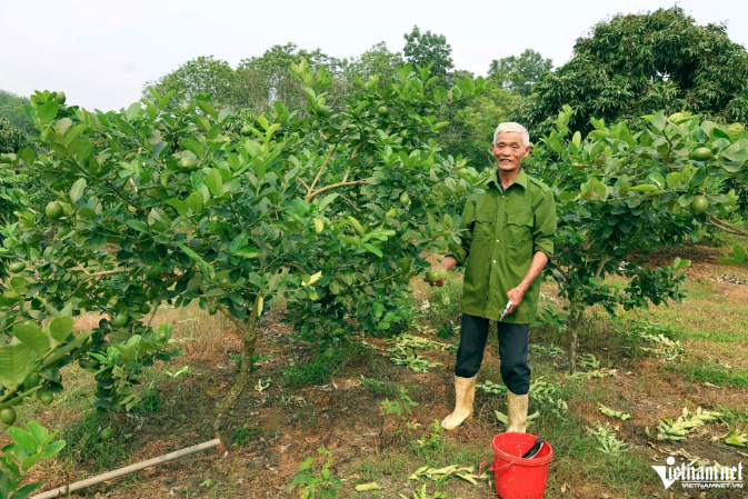 Ghép chanh vàng Mỹ lên gốc bưởi kiếm trăm triệu/năm