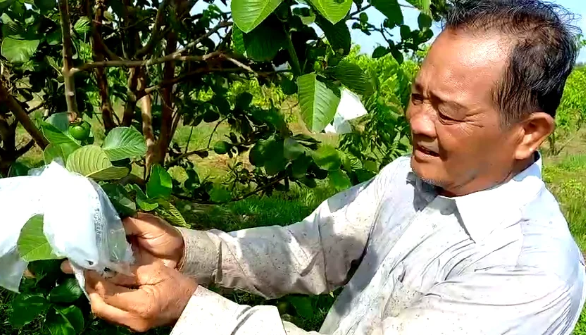 Trồng "cây đa quốc tịch" trên đất phèn