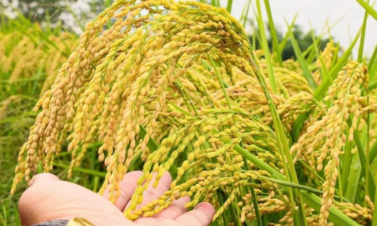 Giá lúa gạo hôm nay 20/5/2026