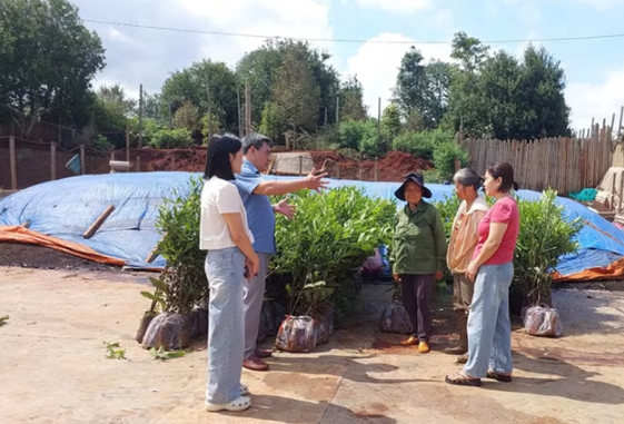 Trồng xen canh mắc ca trong vườn cà phê