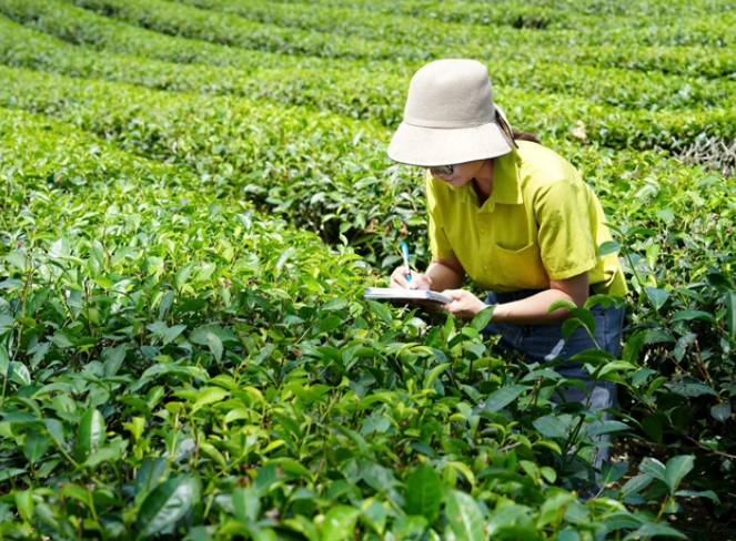 Ứng dụng IPHM trên cây chè