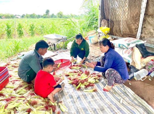 Về 'cồn Én' xem nông dân vượt khó