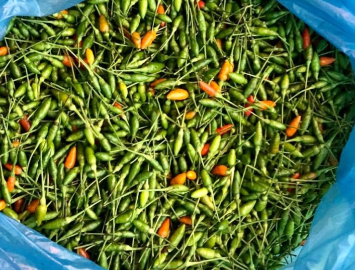 Ớt gió khẳng định giá trị đặc sản kinh tế vùng cao