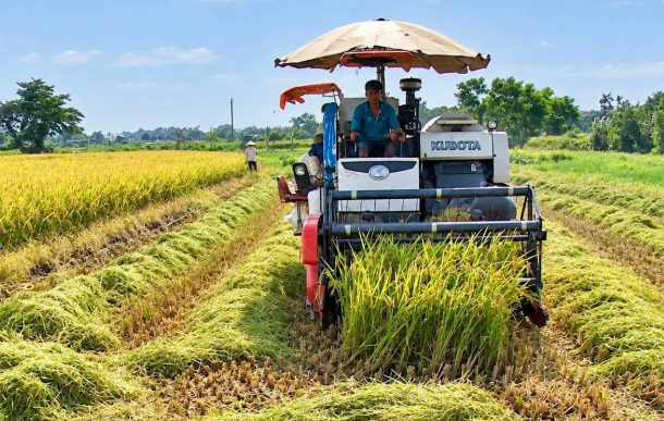 Năng suất lúa Mùa của Hải Phòng tăng