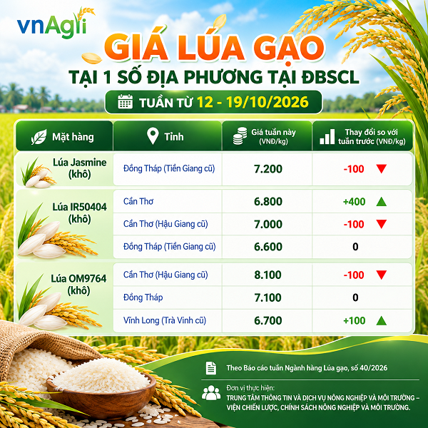Giá lúa gạo tuần từ 12-19/10/2026