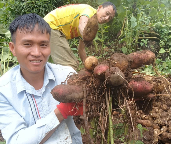 Y Tý vào vụ thu hoạch Sâm đất