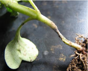 Thời điểm bệnh lở cổ rễ ở bắp cải gây hại mạnh nhất thumbnail