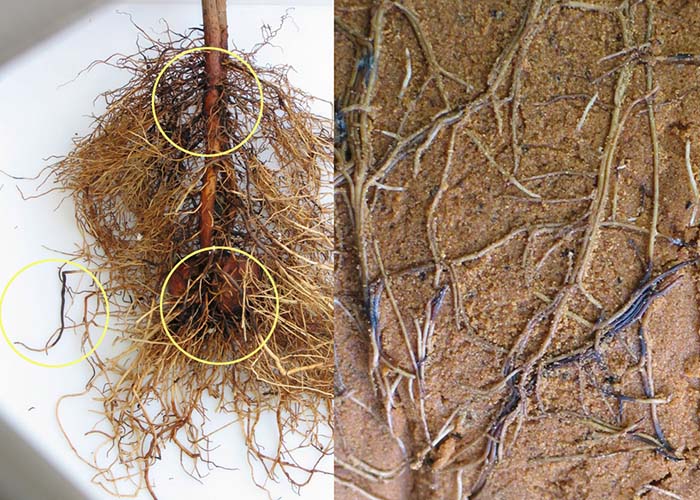 Bệnh thối rễ-lở cổ rễ/chết cây con thumbnail