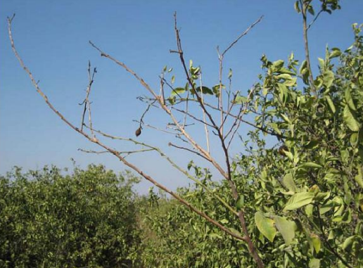 Bệnh khô đầu cành trên cây Bưởi - cây có múi thumbnail