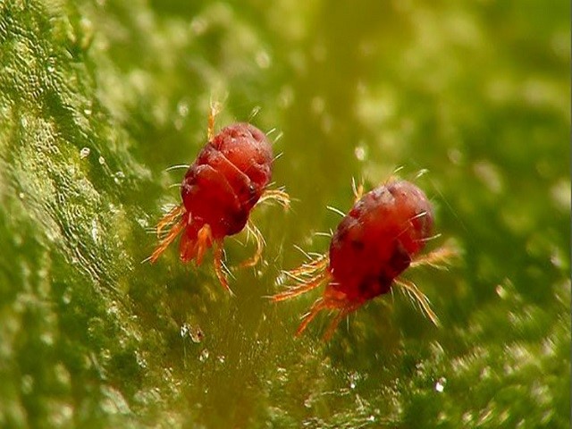 Biểu hiện của nhện đỏ gây hại trên cây Bưởi thumbnail