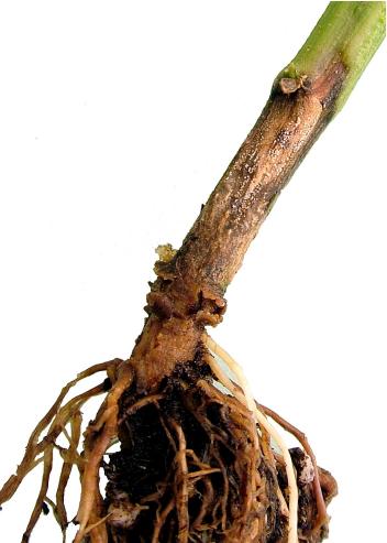 Phòng trừ bệnh vàng lá thối rễ trên cây Cam thumbnail