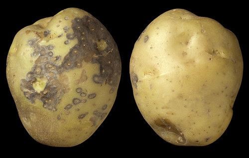 Triệu chứng bệnh thán thư hại khoai tây ra sao? thumbnail