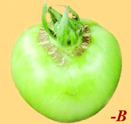 Biểu hiện thiếu Boron ở cây cà chua thumbnail