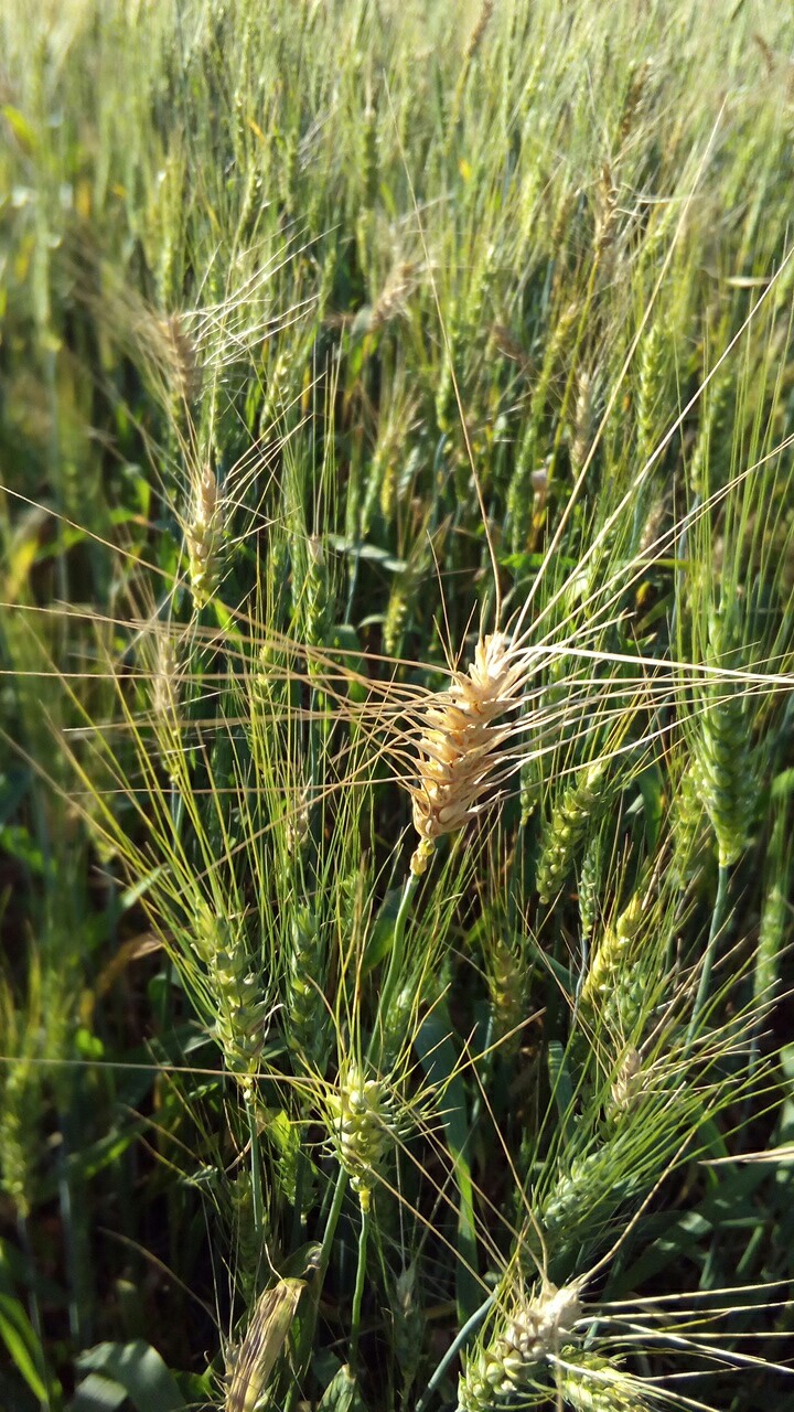 Wheat Blast thumbnail
