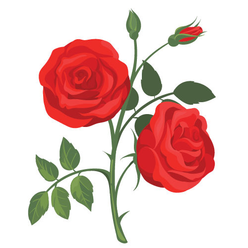 Hoa hồng thumbnail