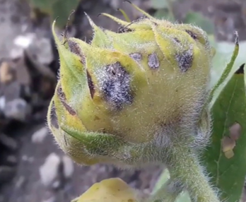 Cách phòng trừ rệp sáp trên cây hoa hướng dương thumbnail