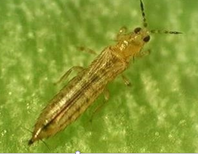 Đặc điểm gây hại của bọ trĩ trên cây đậu bắp thumbnail